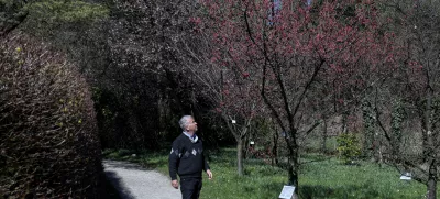 - 19.03.2025 - Japonska češnja, botanični vrt//FOTO: Jaka Gasar