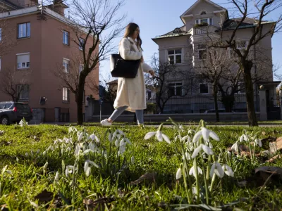 - 14.2.2024 - Pomlad je pri&scaron;la v mesto - zvončki// FOTO: Nik Erik Neubauer