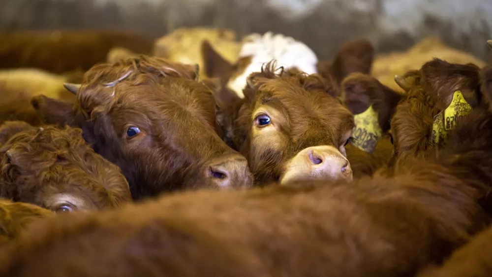 - govedoreja - govedo, krave, telice- 14.12.2018, Jurovski Dol - Družinsko podjetje Vita - &Scaron;pindler d.o.o. je bilo ustanovljeno 26.3.2003 in danes spada med največje uvoznike in izvoznike živine v Sloveniji. Ukvarjajo se s prodajo in odkupom živih živali &ndash; goveda, predvsem preko lastnega zbirnega centra v Jurovskem Dolu.Foto: Matjaž Ru&scaron;t