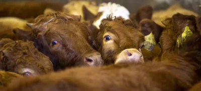 - govedoreja - govedo, krave, telice- 14.12.2018, Jurovski Dol - Družinsko podjetje Vita - Špindler d.o.o. je bilo ustanovljeno 26.3.2003 in danes spada med največje uvoznike in izvoznike živine v Sloveniji. Ukvarjajo se s prodajo in odkupom živih živali – goveda, predvsem preko lastnega zbirnega centra v Jurovskem Dolu.Foto: Matjaž Rušt