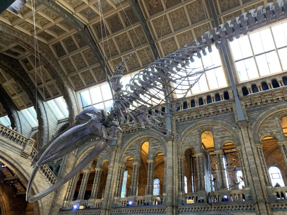 Največje okostje Kita London