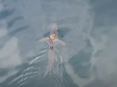 Posnetek psobotnice. Foto: University of Auckland