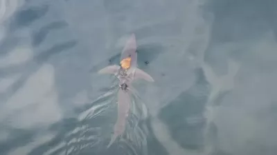 Posnetek psobotnice. Foto: University of Auckland