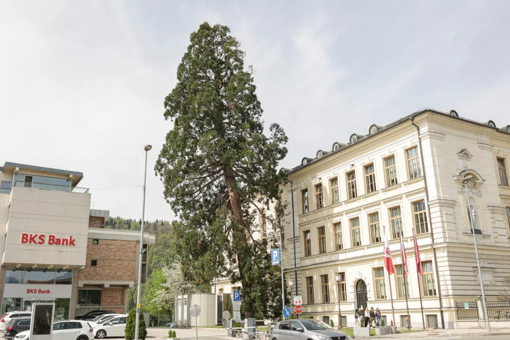 gimanzija Kranj sekvoja 