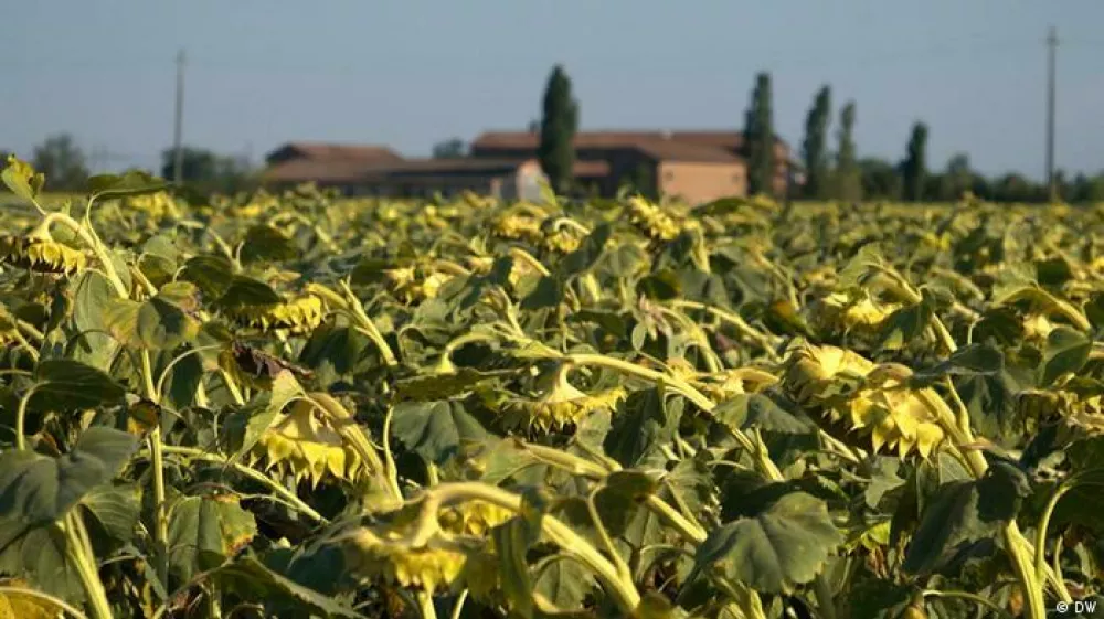 Zaradi su&scaron;e bo prizadeta tudi pridelava sončničnega olja.