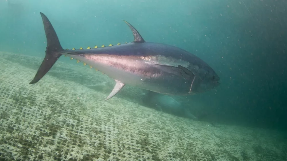 IZMIR, TURKIYE - NOVEMBER 19: A view of Thunnus or True tunas, which are bred for 7 months in fish farms before they are exported to Japan with the 'factory ships', on Mediterranean Sea of Izmir, Turkiye on November 19, 2024. True tunas, fed with organic feed in fish farms, can weigh up to 600 kilograms as their harvest begins in November. Mahmut Serdar Alakus / Anadolu/ABACAPRESS.COM,Image: 936690346, License: Rights-managed, Restrictions:, Model Release: noFoto: Profimedia