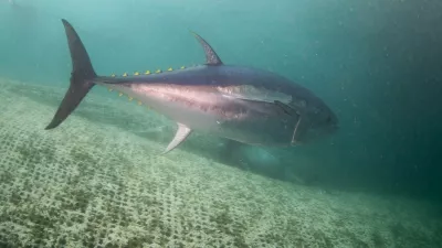 IZMIR, TURKIYE - NOVEMBER 19: A view of Thunnus or True tunas, which are bred for 7 months in fish farms before they are exported to Japan with the 'factory ships', on Mediterranean Sea of Izmir, Turkiye on November 19, 2024. True tunas, fed with organic feed in fish farms, can weigh up to 600 kilograms as their harvest begins in November. Mahmut Serdar Alakus / Anadolu/ABACAPRESS.COM,Image: 936690346, License: Rights-managed, Restrictions:, Model Release: noFoto: Profimedia