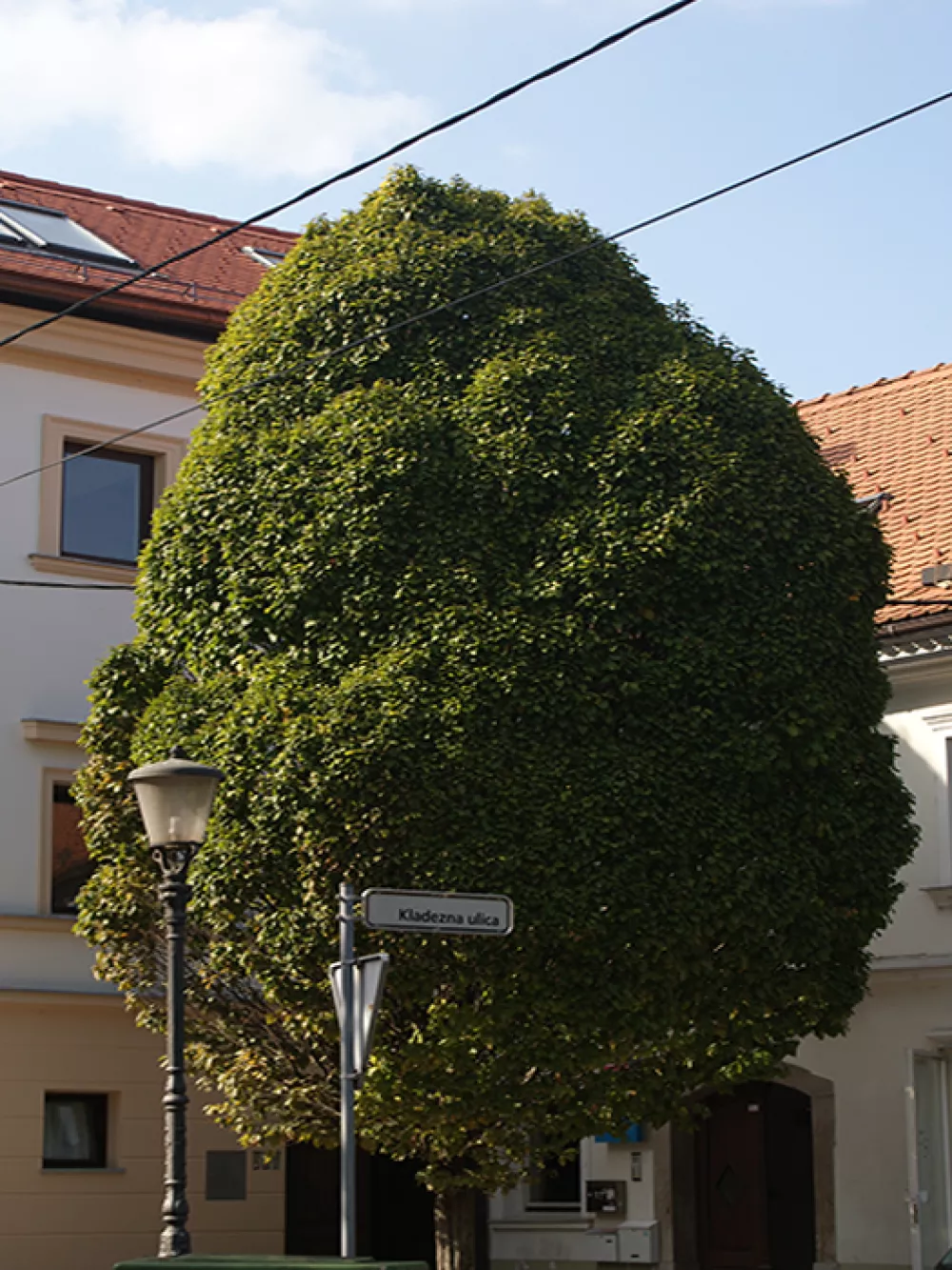 drevo na Grada&scaron;ki - navadni gaber