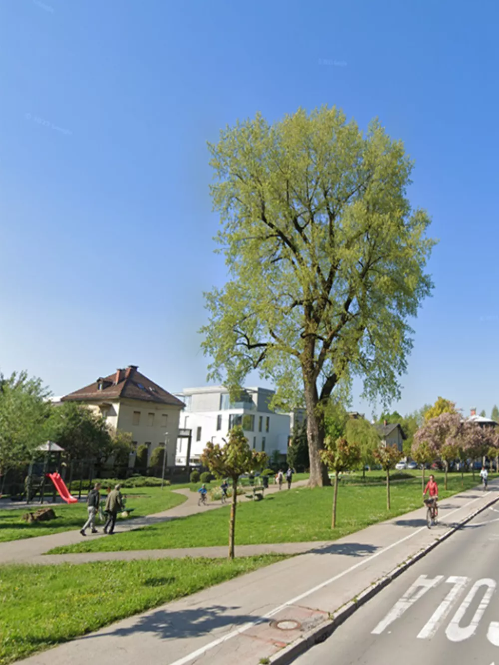 črni topol (Toscaninijev park)