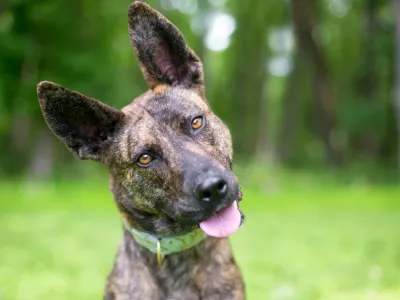 A brindle Dutch Shepherd mixed breed dog listening with a head tilt / Foto: Mary Swift