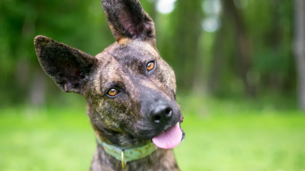 A brindle Dutch Shepherd mixed breed dog listening with a head tilt / Foto: Mary Swift