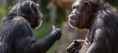 Dva šimpanza med srečanjem / Foto: Istock