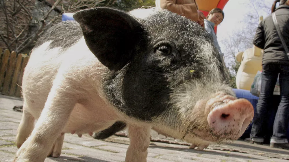 FILE - A miniature pig waits for visitors to feed it at a zoo in Shanghai, China, on Thursday Feb. 15, 2007. (AP Photo/Eugene Hoshiko, File)