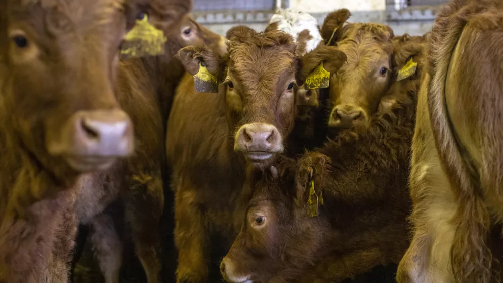 - govedoreja - govedo, krave, telice- 14.12.2018, Jurovski Dol - Družinsko podjetje Vita - &Scaron;pindler d.o.o. je bilo ustanovljeno 26.3.2003 in danes spada med največje uvoznike in izvoznike živine v Sloveniji. Ukvarjajo se s prodajo in odkupom živih živali &ndash; goveda, predvsem preko lastnega zbirnega centra v Jurovskem Dolu.Foto: Matjaž Ru&scaron;t