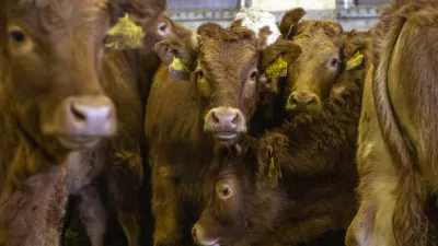 - govedoreja - govedo, krave, telice- 14.12.2018, Jurovski Dol - Družinsko podjetje Vita - &Scaron;pindler d.o.o. je bilo ustanovljeno 26.3.2003 in danes spada med največje uvoznike in izvoznike živine v Sloveniji. Ukvarjajo se s prodajo in odkupom živih živali &ndash; goveda, predvsem preko lastnega zbirnega centra v Jurovskem Dolu.Foto: Matjaž Ru&scaron;t