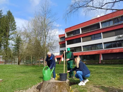 Lani so zasadili 35 novih medovitih dreves, letos pa bodo različne mestne lokacije obogatili &scaron;e s 70 sadikami. Foto: Tina Jereb&nbsp;