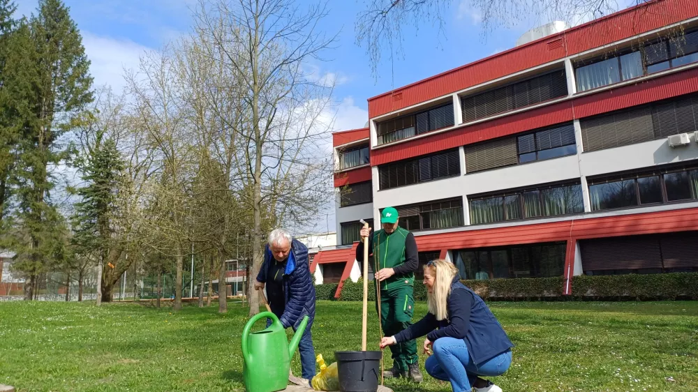 Lani so zasadili 35 novih medovitih dreves, letos pa bodo različne mestne lokacije obogatili &scaron;e s 70 sadikami. Foto: Tina Jereb&nbsp;