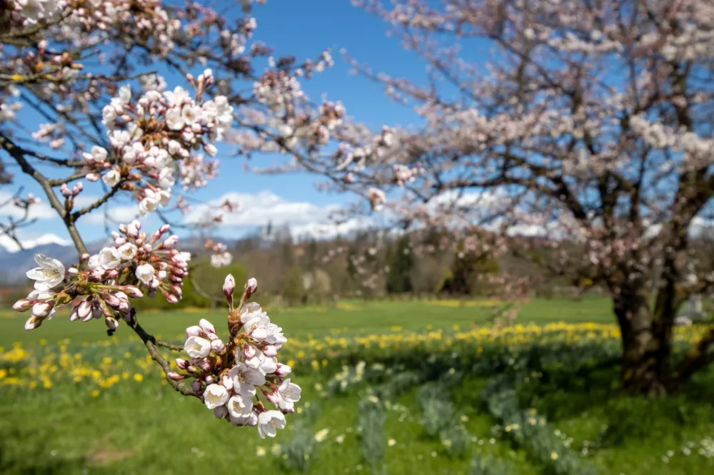 Cvetoče če&scaron;nje v Arboretumu