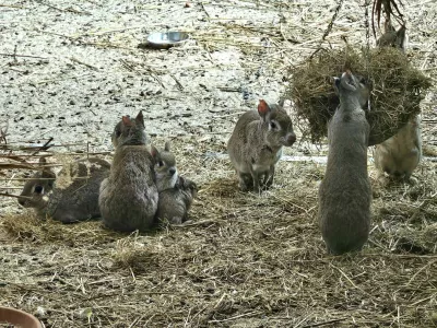 Pritlikave mare v Tropski hi&scaron;i