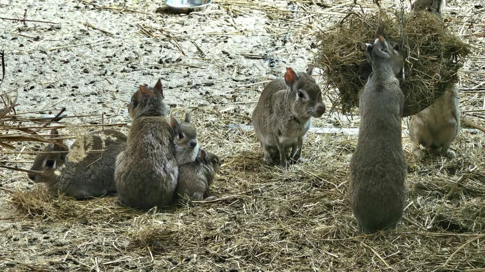Pritlikave mare v Tropski hi&scaron;i