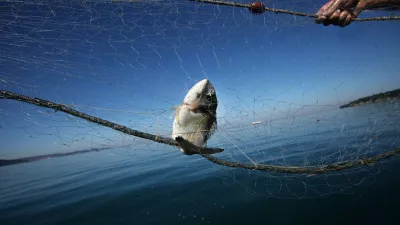 - ribolov - ribiči - ulov v slovenskem morju in prodaja na borzi v Trstu///FOTO: Matej Pov&scaron;eOPOMBA: ZA OBJAVO V PRILOGI &ndash; DNEVNIKOV OBJEKTIV - REPORTAŽA 2011