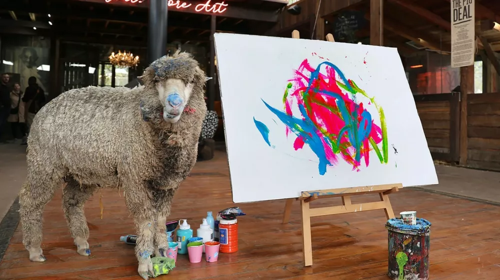 EXCLUSIVE: Baanksy the World's only painting sheep has been kidnapped from his animal sanctuary in South Africa. Owner Joanne Lefson, 53, (seen in a number of the photos) is offering a $62,000 reward for his safe return. The waoolly whiz, named after notorious British street artist and activist Banksy, was last seen on 1 February. Founder and Director of the farm, Joanne, says: "A family visiting from the UK had booked a commission from Baanksy on 2 February, but he didn't arrive at his art studio. We went looking for him and filed a police report. We don't have any leads to go on. We had a smaller reward last week but now we have upped it to R1.2 million because we want clarification on what happened. He was either stolen, but there were no signs of a break-in, or out somewhere roaming the Winelands. We don't know why this particular sheep went ?missing when we have ten of them.", Lefson says Baanksy, whose paintings sell all over the world, was rescued from the side of the road in the Karoo &ndash; an intensive sheep farming region of South Africa. Farm Sanctuary SA became a well-known Franschhoek landmark as the home of Pigcasso, a painting pig who was saved from the slaughterhouse in 2016 that later became the most accomplished animal artists in history. To the dismay of fans worldwide and the over 111 000 social media users who followed her on Instagram, Pigcasso, sadly died of chronic rheumatoid arthritis last year. "As a vulnerable lamb, Baanksy was kept near Pigcasso's art studio, and he would often watch Pigcasso paint," the sanctuary explained. "One day in 2024 when the sheep was being sheared, a brush was needed to clear the hair from the shearer's blade. One of Pigcasso's brushes was used and left in the stall., Police spokesperson Sergeant Wesley Twigg confirmed they are investigating a stock theft case, saying: "According to the complainant, she left the sheep on 1 February at about 5pm and when she returned the following day, at about 9.15am, she noticed the sheep was missing. No arrests have been made yet.".18 Feb 2025,Image: 966088650, License: Rights-managed, Restrictions: NO South Africa, United Kingdom, Model Release: no, Pictured: BaanksyFoto: Profimedia