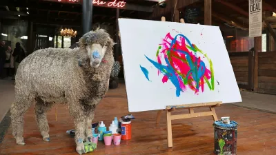 EXCLUSIVE: Baanksy the World's only painting sheep has been kidnapped from his animal sanctuary in South Africa. Owner Joanne Lefson, 53, (seen in a number of the photos) is offering a ,000 reward for his safe return. The waoolly whiz, named after notorious British street artist and activist Banksy, was last seen on 1 February. Founder and Director of the farm, Joanne, says: "A family visiting from the UK had booked a commission from Baanksy on 2 February, but he didn't arrive at his art studio. We went looking for him and filed a police report. We don't have any leads to go on. We had a smaller reward last week but now we have upped it to R1.2 million because we want clarification on what happened. He was either stolen, but there were no signs of a break-in, or out somewhere roaming the Winelands. We don't know why this particular sheep went ?missing when we have ten of them.", Lefson says Baanksy, whose paintings sell all over the world, was rescued from the side of the road in the Karoo &ndash; an intensive sheep farming region of South Africa. Farm Sanctuary SA became a well-known Franschhoek landmark as the home of Pigcasso, a painting pig who was saved from the slaughterhouse in 2016 that later became the most accomplished animal artists in history. To the dismay of fans worldwide and the over 111 000 social media users who followed her on Instagram, Pigcasso, sadly died of chronic rheumatoid arthritis last year. "As a vulnerable lamb, Baanksy was kept near Pigcasso's art studio, and he would often watch Pigcasso paint," the sanctuary explained. "One day in 2024 when the sheep was being sheared, a brush was needed to clear the hair from the shearer's blade. One of Pigcasso's brushes was used and left in the stall., Police spokesperson Sergeant Wesley Twigg confirmed they are investigating a stock theft case, saying: "According to the complainant, she left the sheep on 1 February at about 5pm and when she returned the following day, at about 9.15am, she noticed the sheep was missing. No arrests have been made yet.".18 Feb 2025,Image: 966088650, License: Rights-managed, Restrictions: NO South Africa, United Kingdom, Model Release: no, Pictured: BaanksyFoto: Profimedia
