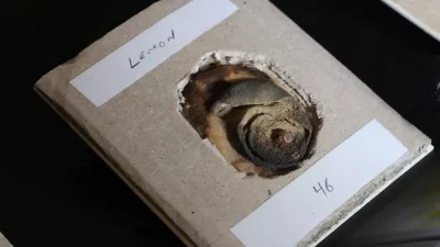 A 110-year-old lemon which was used for writing secret messages with its juice, and formed evidence to convict and lead to the execution of Karl Muller for spying for Germany in World War One is displayed, which forms part of 'MI5: Official Secrets', a new exhibition exploring the history of the British intelligence agency, at The National Archives in London, Britain, April 1, 2025. REUTERS/Toby Melville