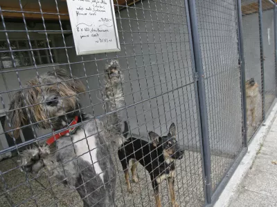 Zaveti&scaron;če za zapu&scaron;čene živali Gmajnice 30, azil za živali namenjen začasni namestitvi zapu&scaron;čenih živali psov in mačk //FOTO: Luka CjuhaOPOMBA: ZA OBJAVO V ČASOPISU DNEVNIK