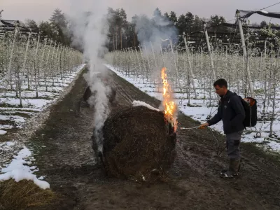 lastnik sadovnjaka Jure Bostele- sadovnjak Artiče - senene bale- 06.04.2021 - Spomladanska Pozeba - kurrjenje v sadovnjaku kot za&scaron;čita proti zmrzali - sadno drevje //FOTO: Jaka Gasar