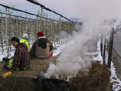 - sadovnjak Artiče - senene bale- 06.04.2021 - Spomladanska Pozeba - kurrjenje v sadovnjaku kot za&scaron;čita proti zmrzali - sadno drevje //FOTO: Jaka Gasar