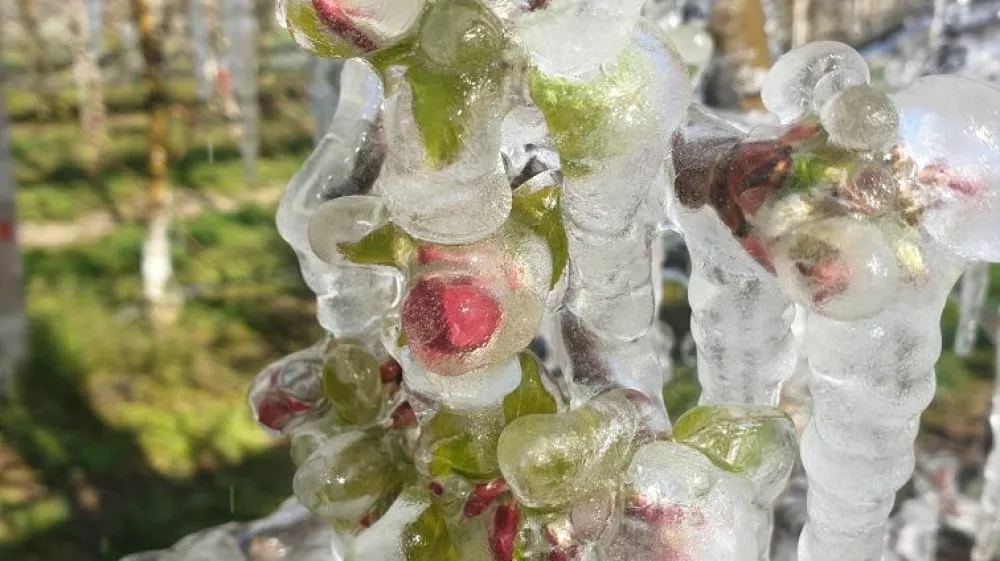 Pozeba 2020, Vojko &Scaron;u&scaron;ter&scaron;ič, Pir&scaron;enbreg, Posavje, nasad hru&scaron;k. Foto: Vojko &Scaron;u&scaron;ter&scaron;ič