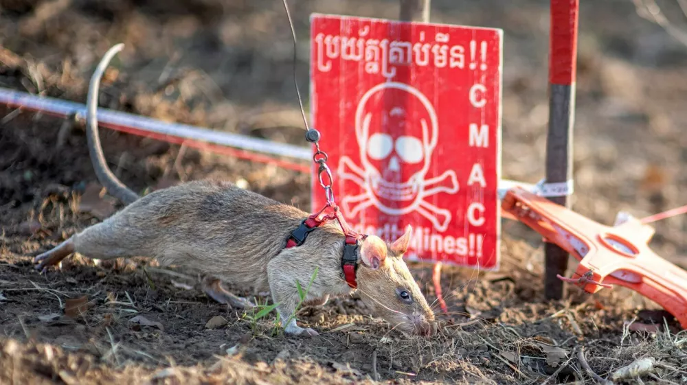 This handout photo taken on February 23, 2022 and released by Belgian charity APOPO on April 4, 2025 shows a rat named Ronin sniffing for landmines in a mine field in Preah Vihear province. A landmine-hunting rat in Cambodia has set a new world record by sniffing out more than 100 mines and pieces of unexploded ordnance, a charity said April 4, 2025.,Image: 983328952, License: Rights-managed, Restrictions: -----EDITORS NOTE --- RESTRICTED TO EDITORIAL USE - MANDATORY CREDIT "AFP PHOTO / APOPO" - NO MARKETING - NO ADVERTISING CAMPAIGNS - DISTRIBUTED AS A SERVICE TO CLIENTS, ***HANDOUT image or SOCIAL MEDIA IMAGE or FILMSTILL for EDITORIAL USE ONLY! * Please note: Fees charged by Profimedia are for the Profimedia's services only, and do not, nor are they intended to, convey to the user any ownership of Copyright or License in the material. Profimedia does not claim any ownership including but not limited to Copyright or License in the attached material. By publishing this material you (the user) expressly agree to indemnify and to hold Profimedia and its directors, shareholders and employees harmless from any loss, claims, damages, demands, expenses (including legal fees), or any causes of action or allegation against Profimedia arising out of or connected in any way with publication of the material. Profimedia does not claim any copyright or license in the attached materials. Any downloading fees charged by Profimedia are for Profimedia's services only. * Handling Fee Only ***, Model Release: noFoto: Profimedia
