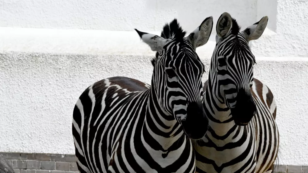 FILED - 27 May 2024, Berlin: Two zebras walk through an enclosure at Zoo Berlin. German officers have turned back a van trying to enter via the Dutch border suspected of illegally transporting exotic animals including zebras and monkeys, police said on Monday. Photo: Alina Schmidt/dpa
