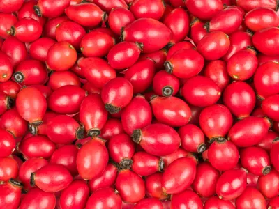 Closeup of sweet rose hips of wild briar in vivid background from fresh raw fruit with healthy vitamins and antioxidants / Foto: Ladislav Kube&scaron;