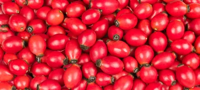 Closeup of sweet rose hips of wild briar in vivid background from fresh raw fruit with healthy vitamins and antioxidants / Foto: Ladislav Kubeš