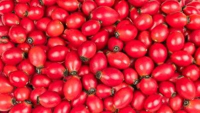 Closeup of sweet rose hips of wild briar in vivid background from fresh raw fruit with healthy vitamins and antioxidants / Foto: Ladislav Kube&scaron;