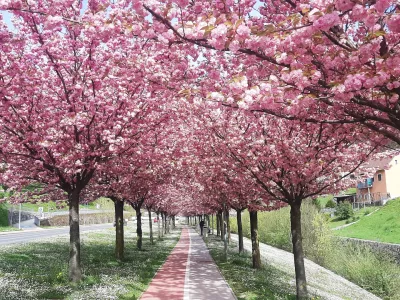 Rožnati sprehajalni tunel / Foto: Roman Turn&scaron;ek