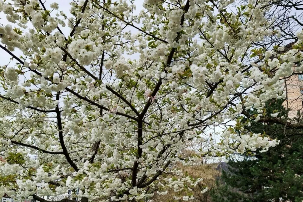 Cvetenje praviloma naznani bela sorodnica. / Foto: Roman Turn&scaron;ek