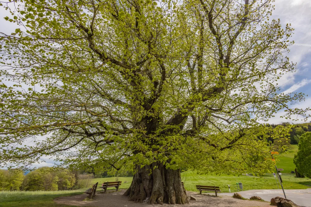 The around 800 year-old linden trees with new leaves in spring near the village Linn, Canton Aargau, Switzerland / Foto: Siyuesteuber