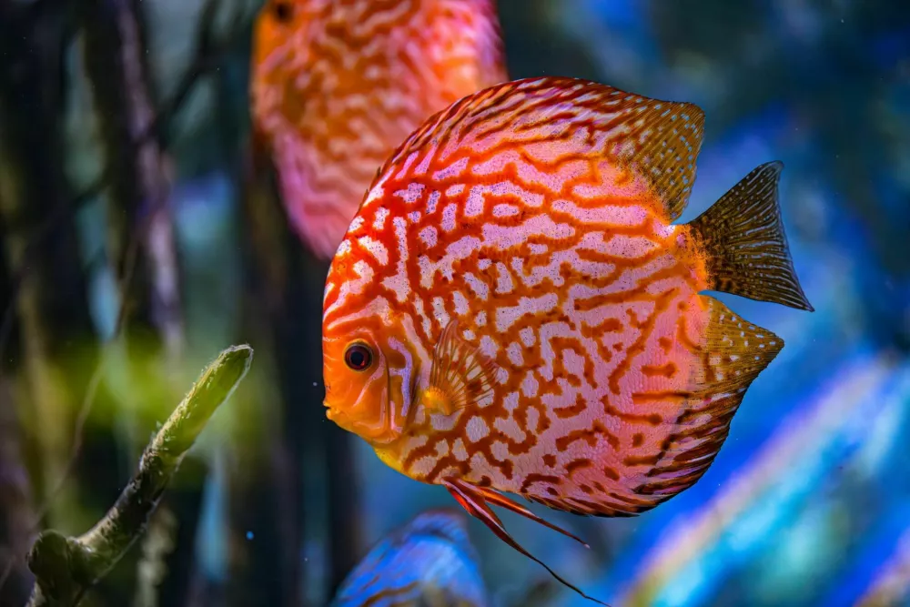 Symphysodon discus in an aquarium on a blue background / Foto: Cookelma