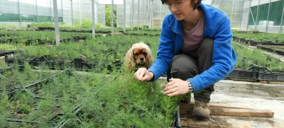 Mojca Rehar Klančič v plastenjaku ureja sadike divjega šparglja. Na tisoče jih vzgoji vsako leto. / Foto: Katja Petrovec 