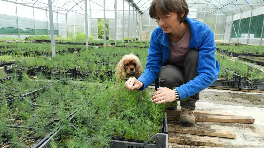 Mojca Rehar Klančič v plastenjaku ureja sadike divjega &scaron;parglja. Na tisoče jih vzgoji vsako leto. / Foto: Katja Petrovec 