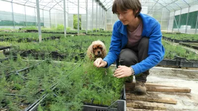 Mojca Rehar Klančič v plastenjaku ureja sadike divjega &scaron;parglja. Na tisoče jih vzgoji vsako leto. / Foto: Katja Petrovec 