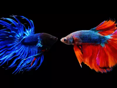 Siamska bojna ribica: dva&nbsp;samčka&nbsp;te vrste se bosta v akvariju prej ali slej spopadla. / Foto: iStock