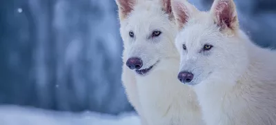 This undated photo provided by Colossal Biosciences shows Romulus and Remus, both 3-months old and genetically engineered with similarities to the extinct dire wolf. (Colossal Biosciences via AP)
