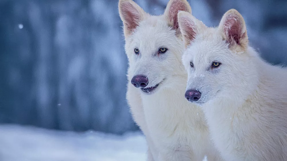 This undated photo provided by Colossal Biosciences shows Romulus and Remus, both 3-months old and genetically engineered with similarities to the extinct dire wolf. (Colossal Biosciences via AP)