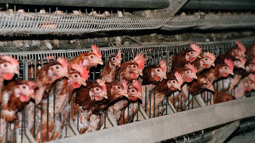 Koko&scaron;i,foto: Tomaž Skale