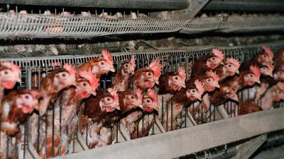 Koko&scaron;i,foto: Tomaž Skale