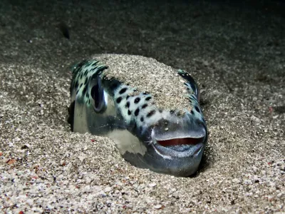 Smrtonosna riba se zna tudi skriti. / Foto: Istock